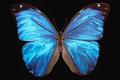 morpho menelaus